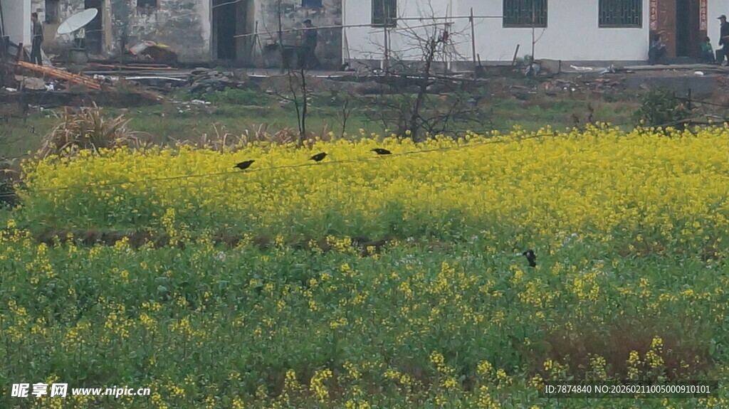 婺源春日田野中的灿烂油菜花