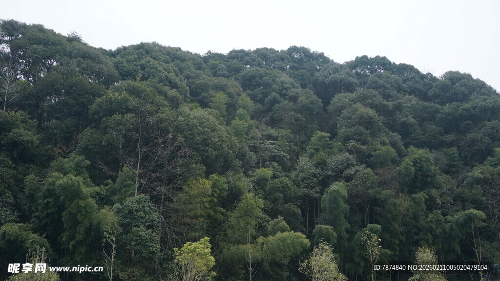 婺源茂密山林景观
