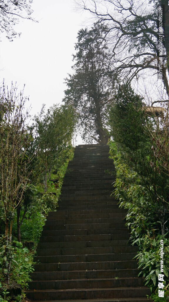 婺源林间石阶小径