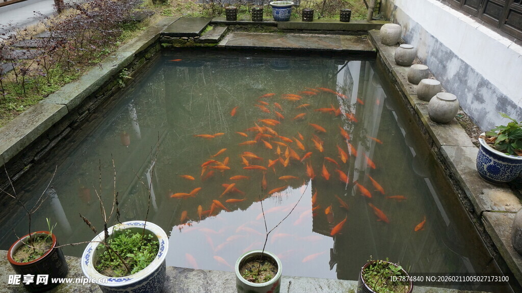 婺源庭院锦鲤池 绿植相伴