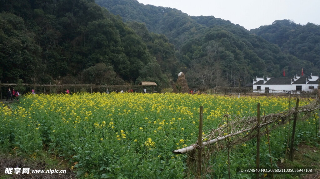 婺源山间油菜田 田园风光美