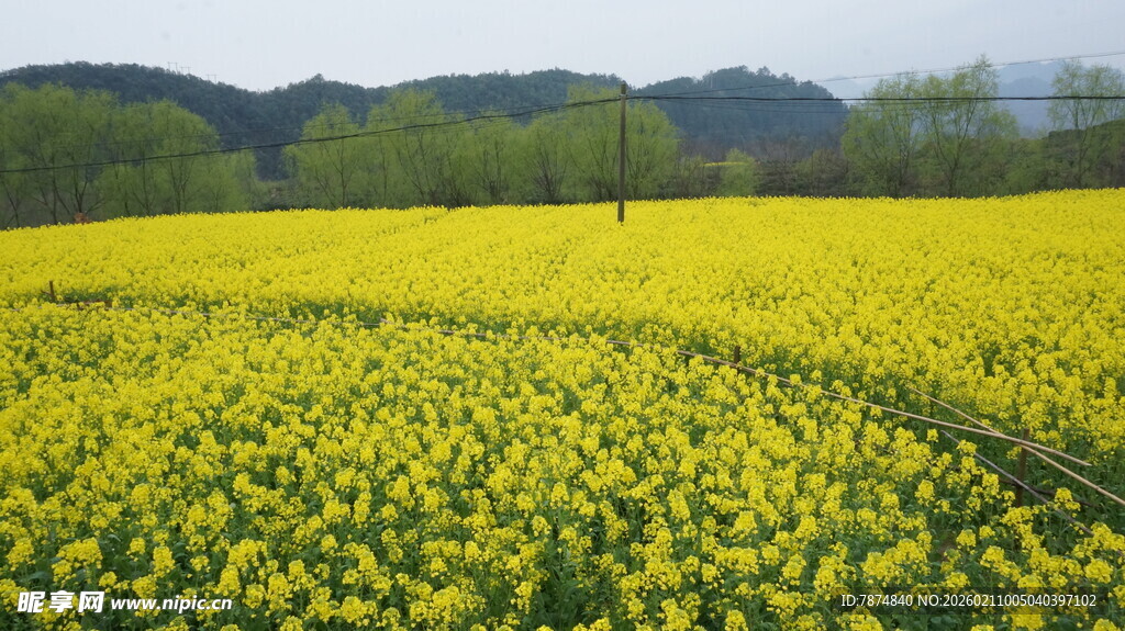 婺源金黄油菜花田 春日美景