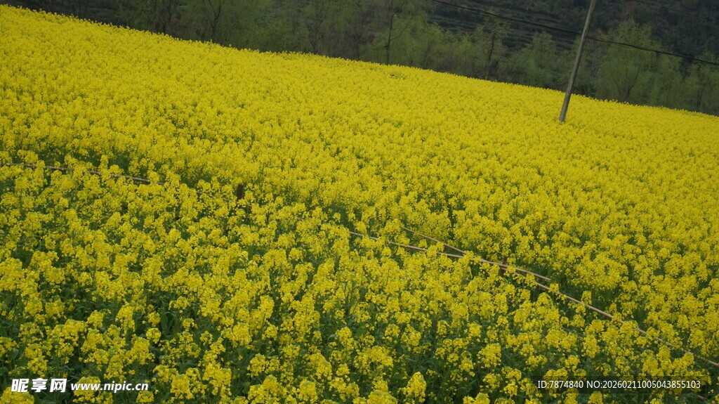 婺源金黄油菜花田美景