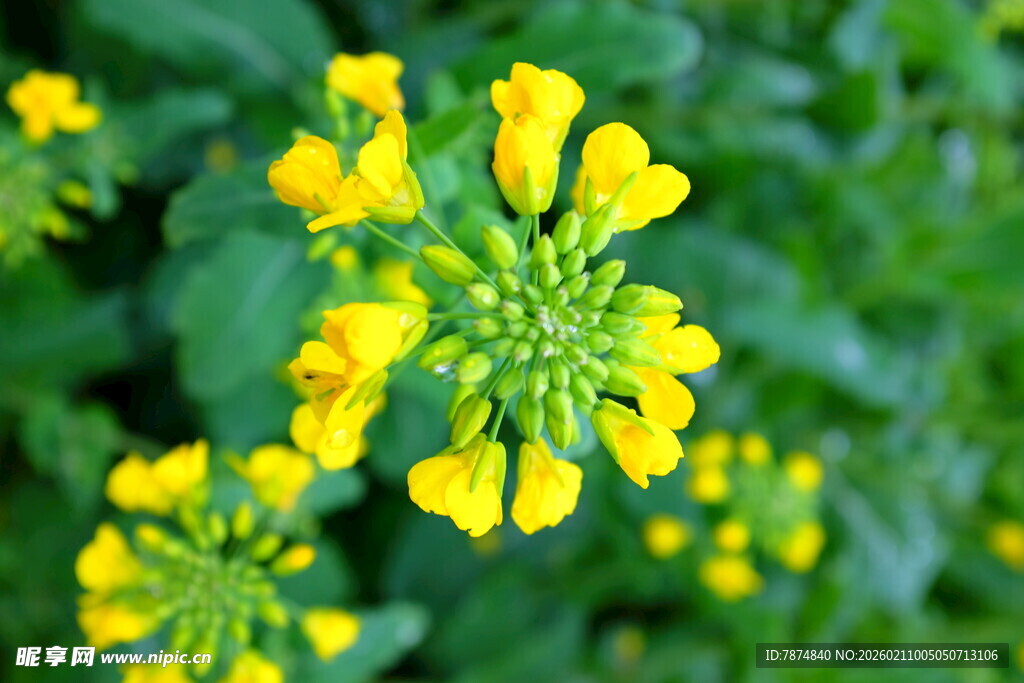 婺源绽放的黄色小花