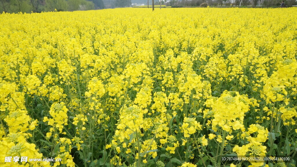 婺源金黄油菜花海田园美景