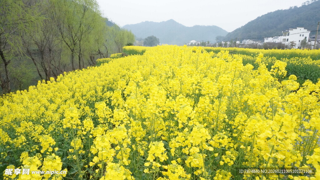 婺源金黄油菜花海田园美景