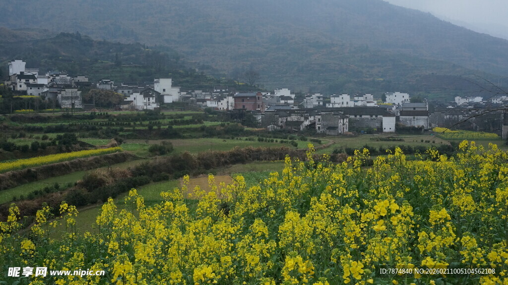 婺源春日乡村油菜花海美景
