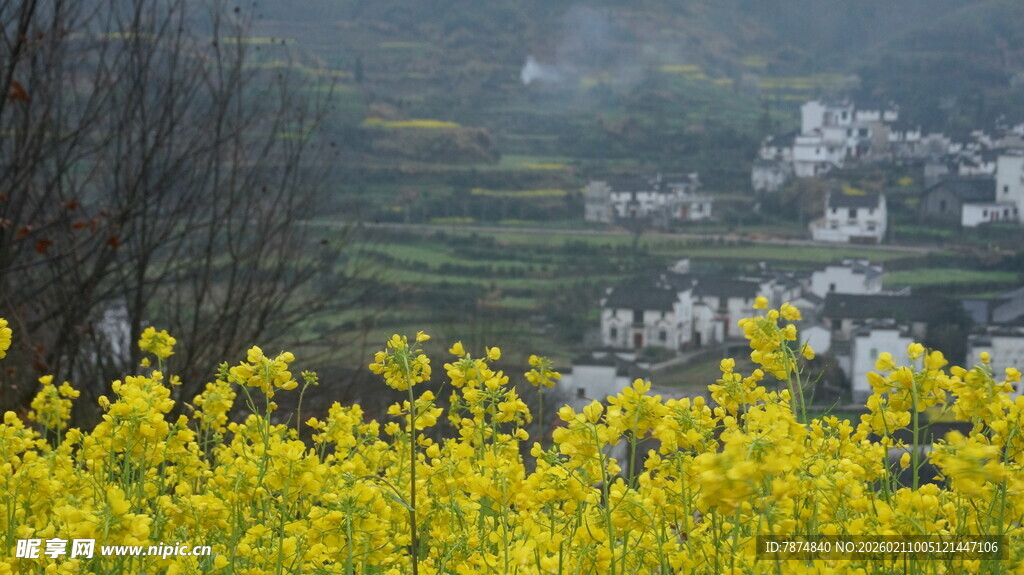婺源金黄油菜花田中的村落