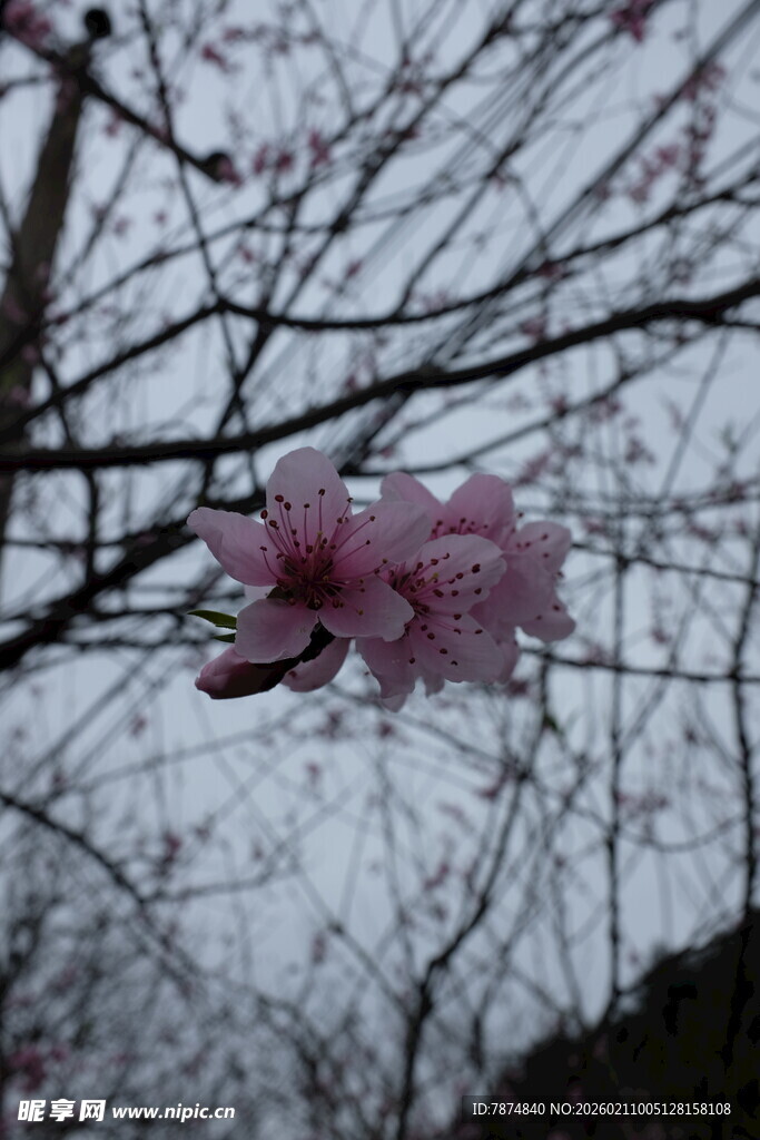 婺源枝头绽放的粉嫩樱花