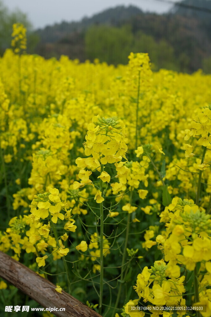 婺源金黄油菜花海田园美景
