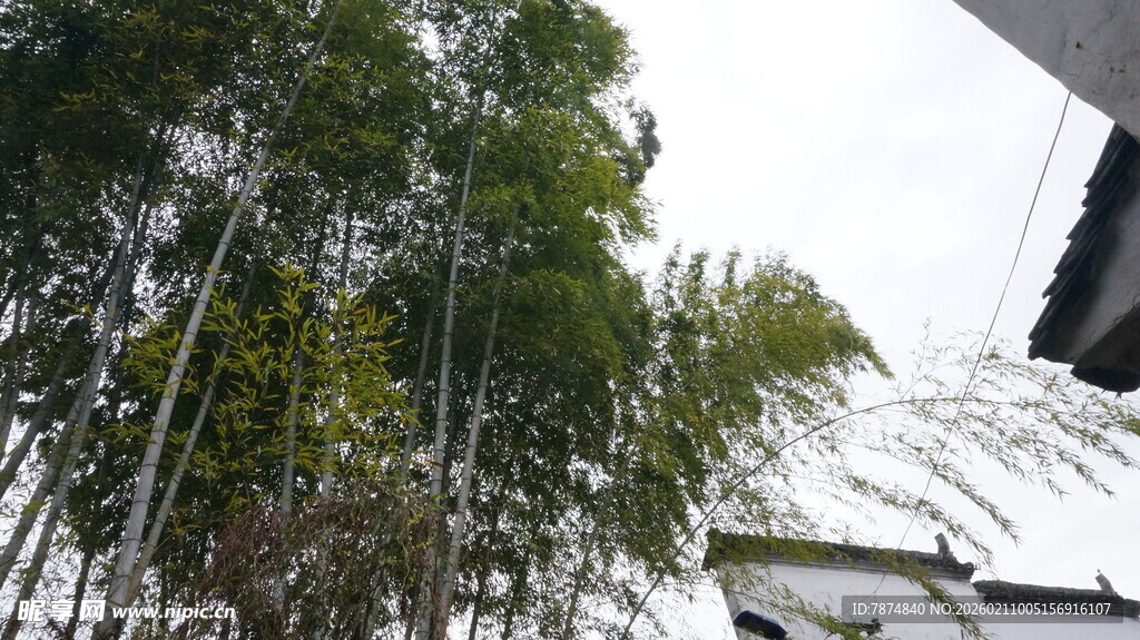 婺源中式庭院旁的葱郁竹林