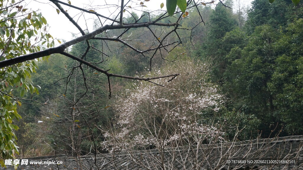 婺源山林间的稀疏樱花树