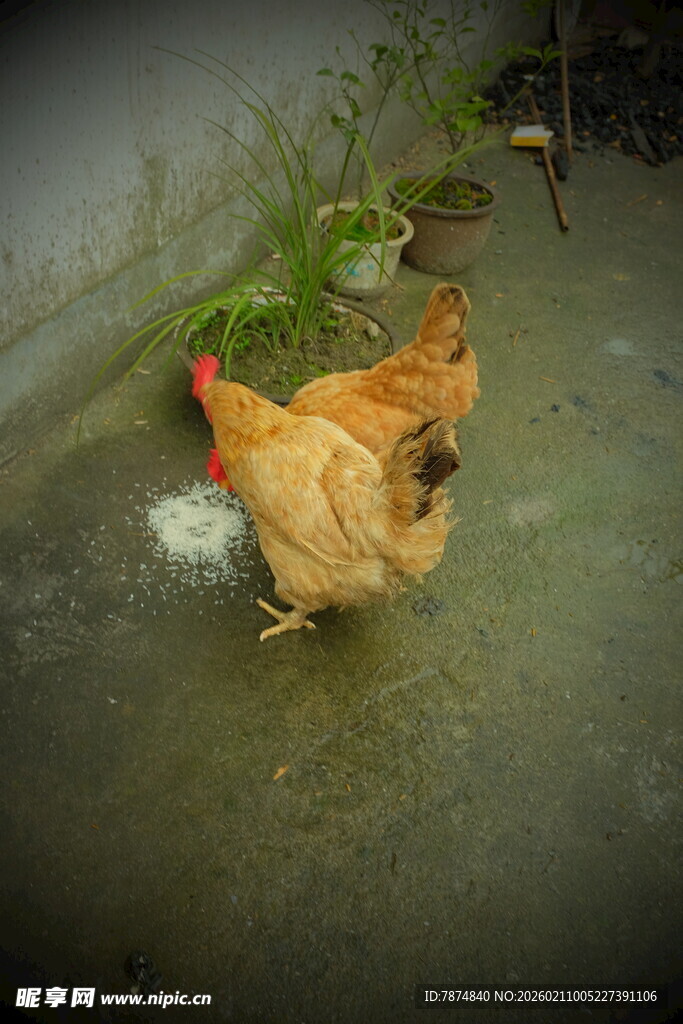 庭院中觅食的黄母鸡