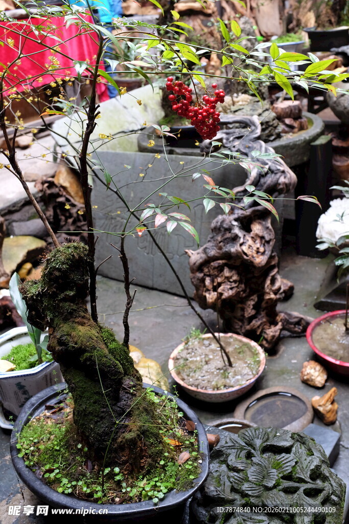 婺源多样盆景展示 造型独特