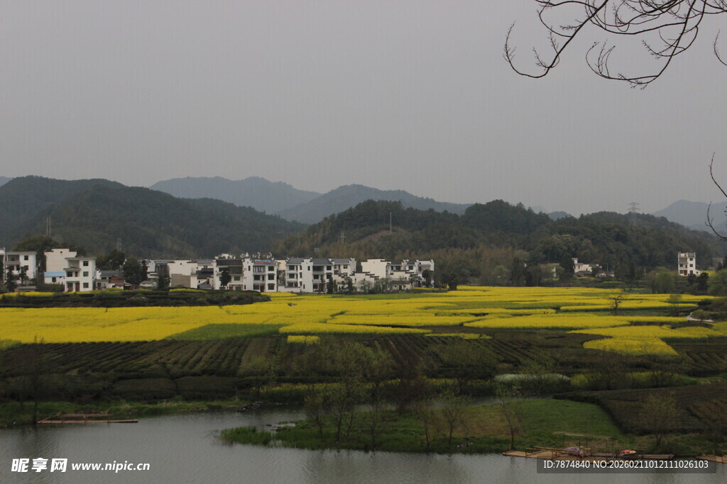 婺源春日乡村油菜花田美景