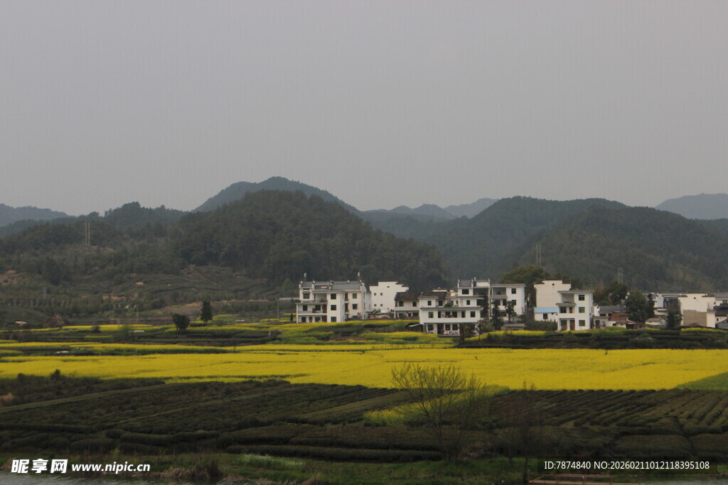 婺源乡村春日风光 金黄油菜花田