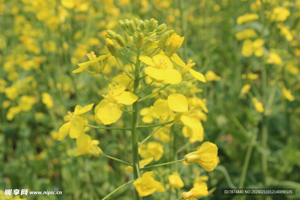 婺源金黄油菜花绽放田园