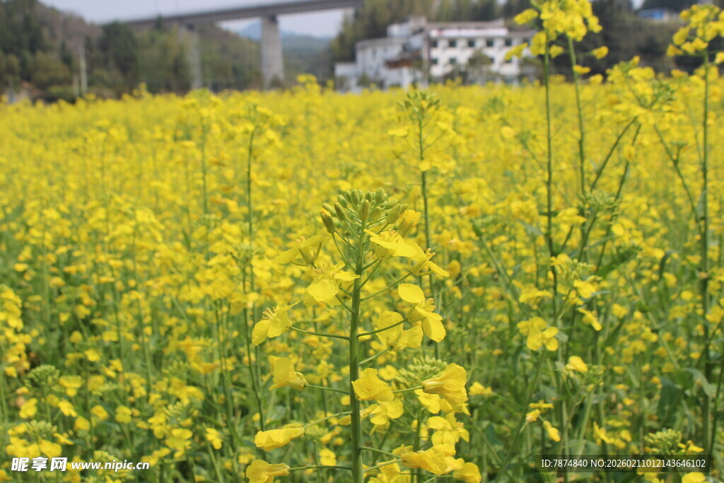婺源金黄油菜花田的春日美景