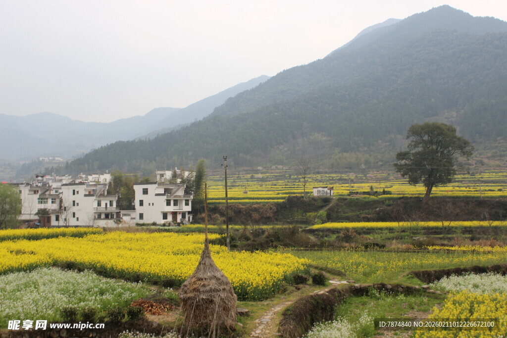 婺源田园山村春色美景如画