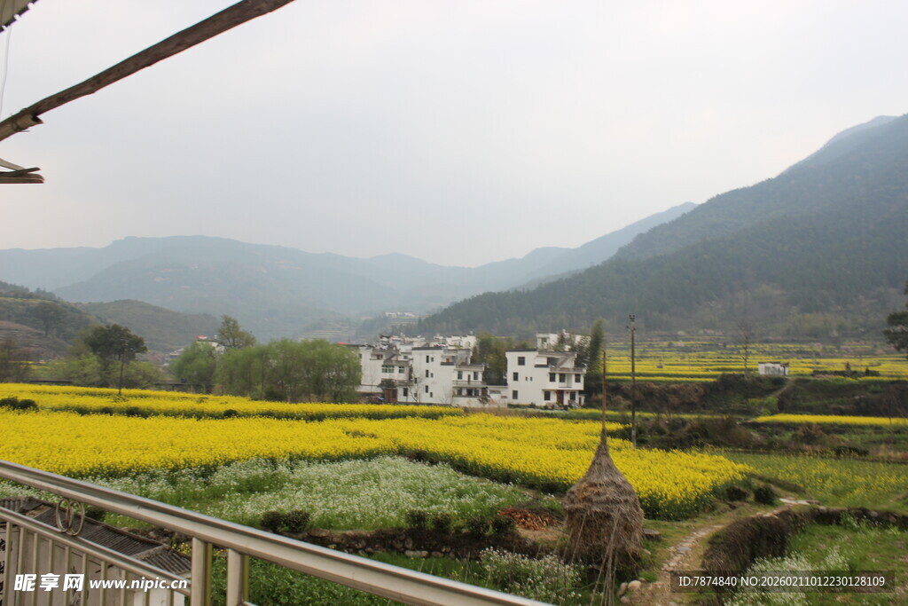 婺源田园风光中的多彩农田