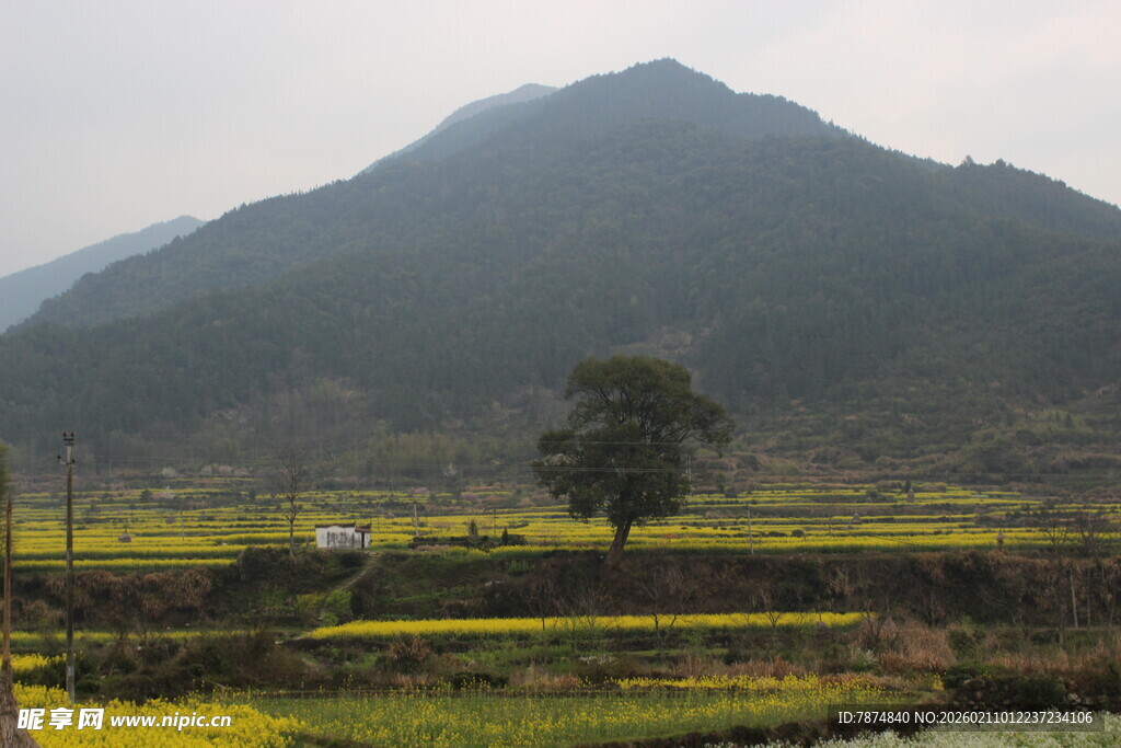 婺源田园山间的独树风景