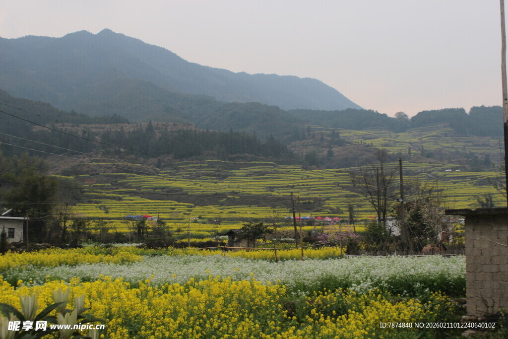 婺源春日乡村田野风光美景