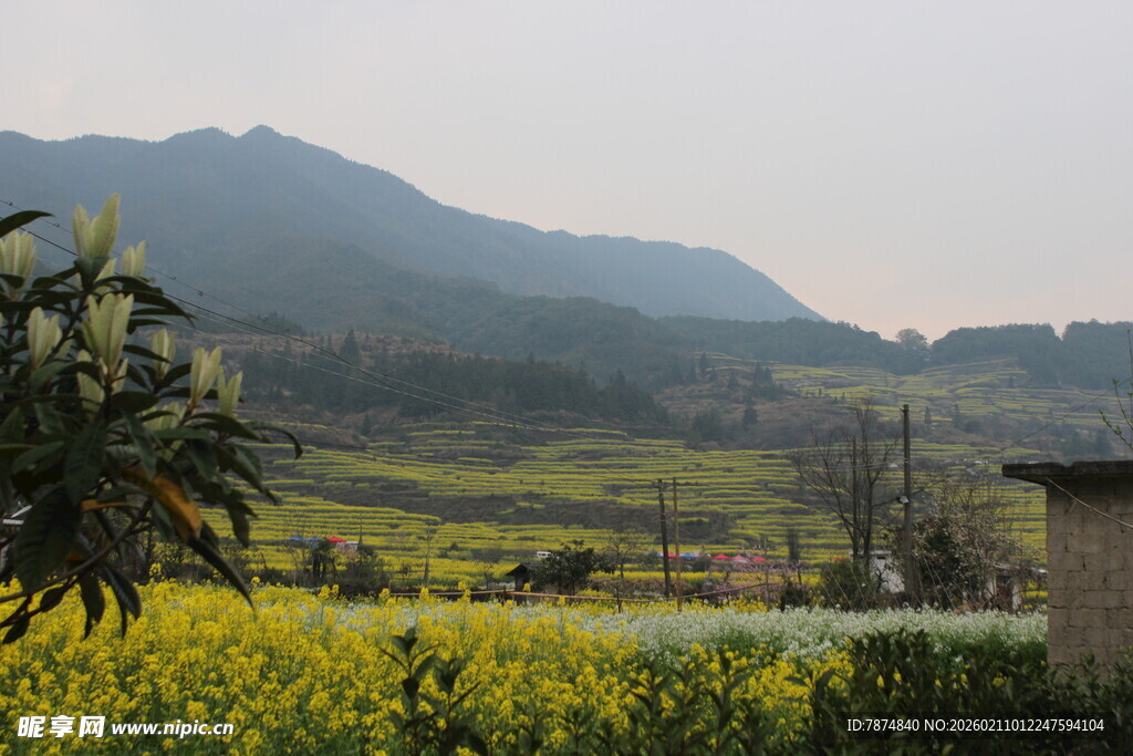 婺源田园风光中的金黄油菜花田