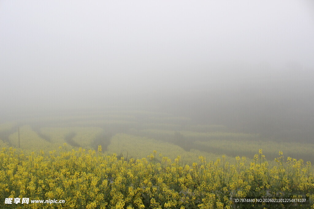 婺源雾中金黄油菜花田美景
