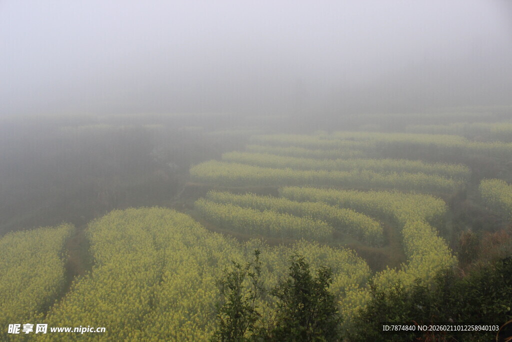 婺源雾中梯田美景
