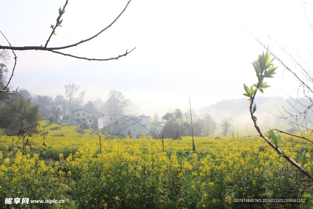 婺源春日油菜花田美景
