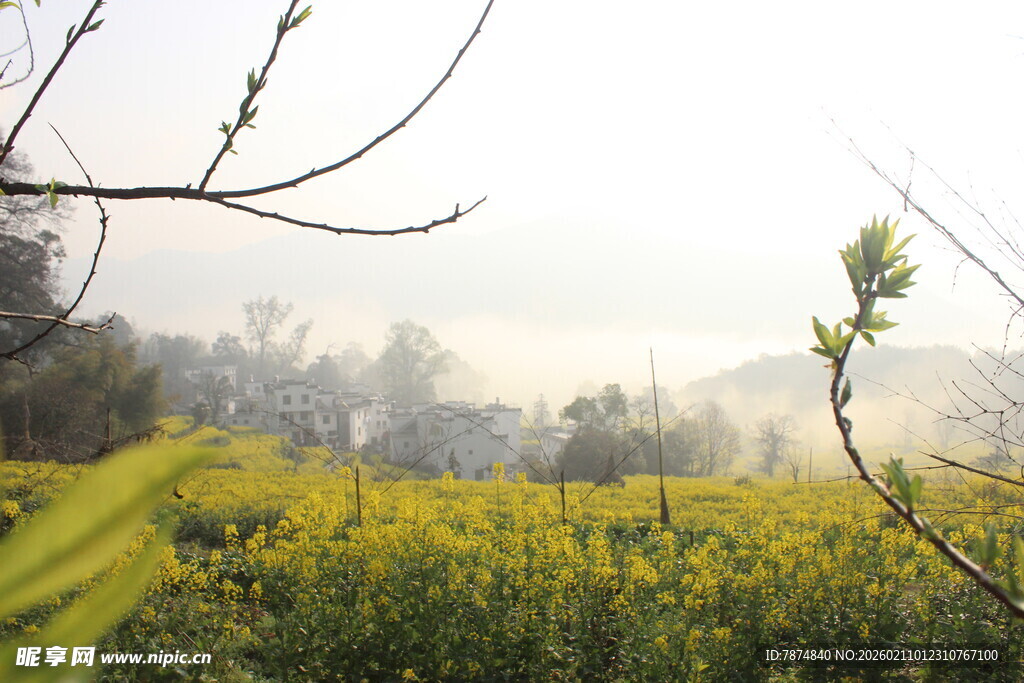 婺源春日黄花烂漫田野风光