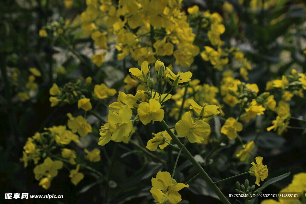 婺源金黄灿烂的油菜花绽放