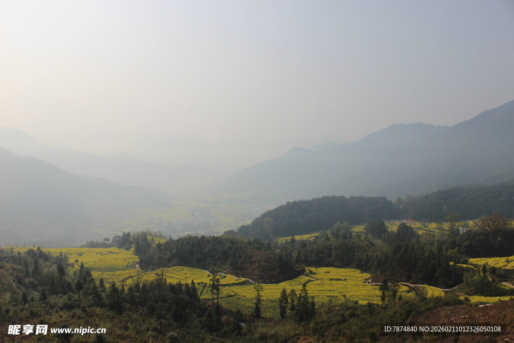 婺源山间油菜田 春日好风光