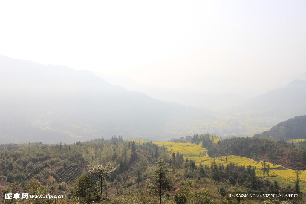 婺源山间金黄花海田园美景