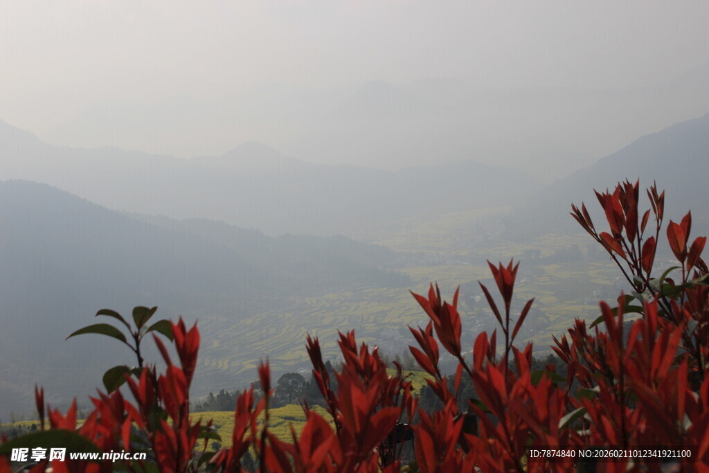 婺源山间红植 雾霭朦胧之景