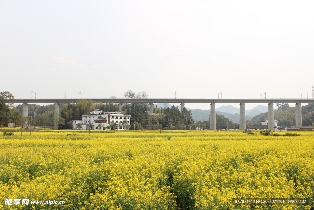 婺源金黄油菜田与远处高架桥
