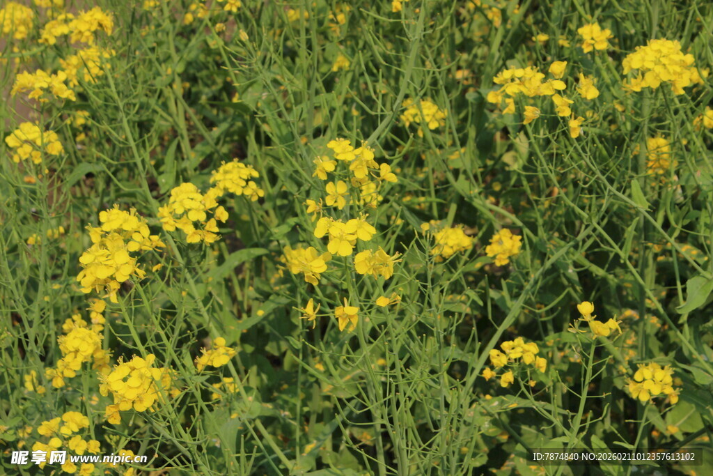 婺源金黄灿烂的野花绽放