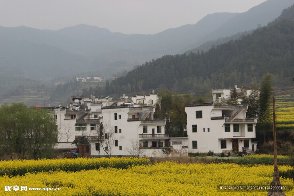 婺源田园白墙村落与金黄花海