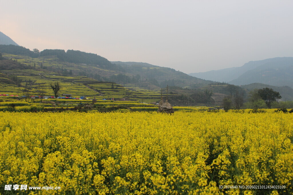 婺源金黄油菜田 远山入画境