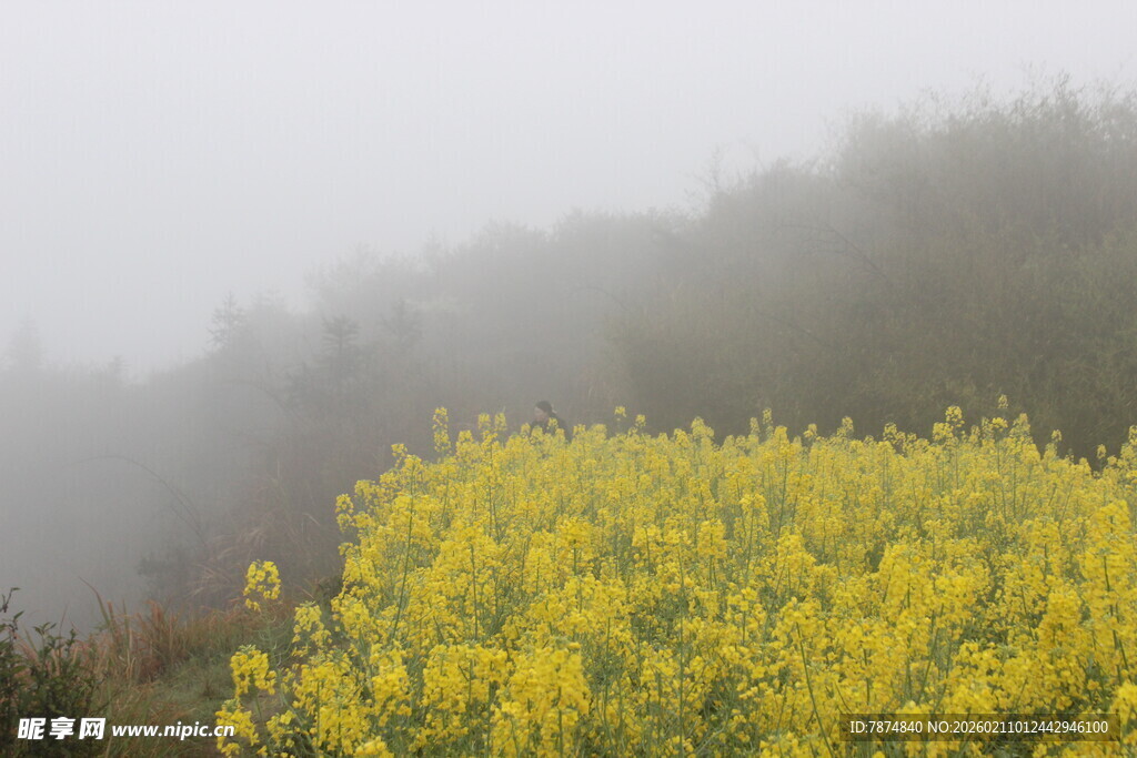 婺源雾中绽放的金黄油菜花