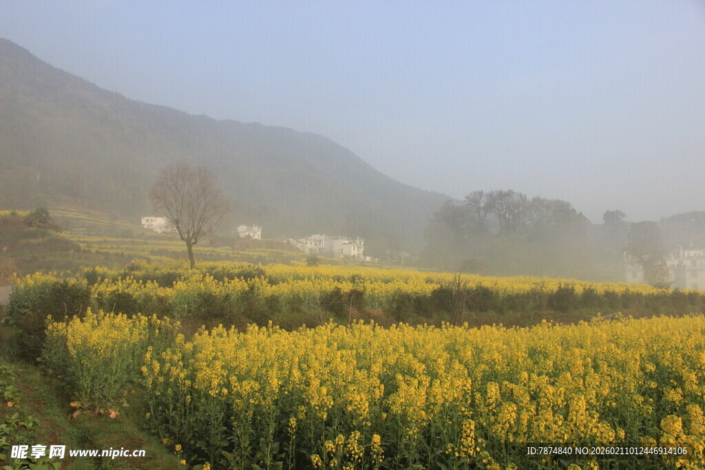婺源春日油菜花海田园风光