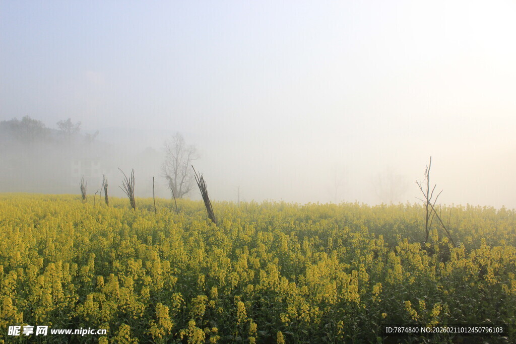 婺源雾中油菜花海美景