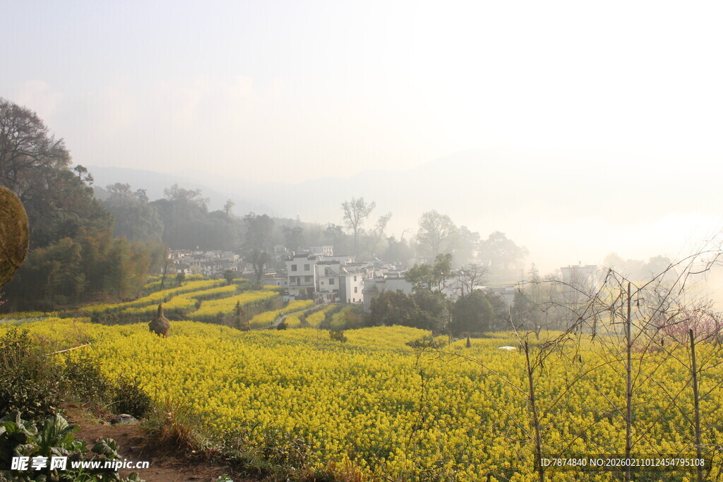 婺源春日金黄油菜花田美景