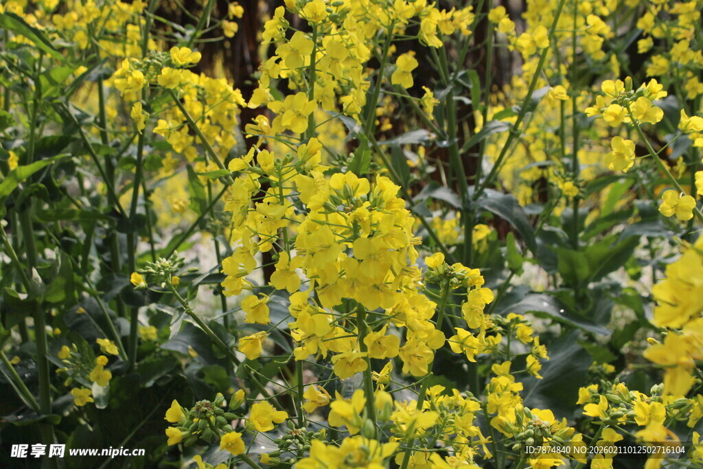 婺源金黄灿烂的油菜花绽放