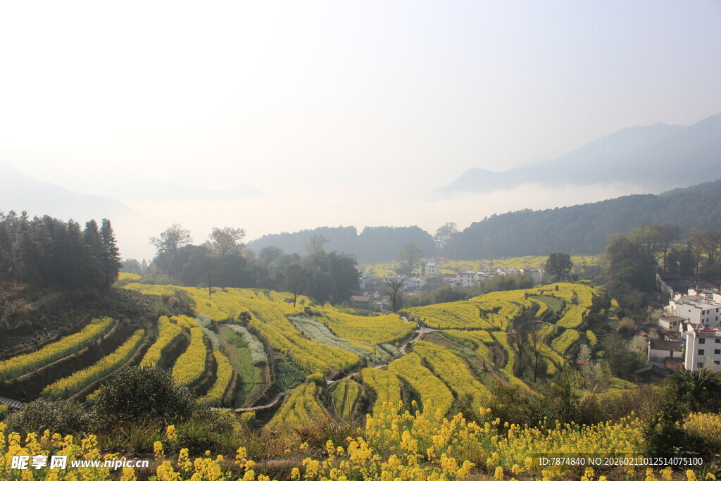 婺源秋日梯田美景