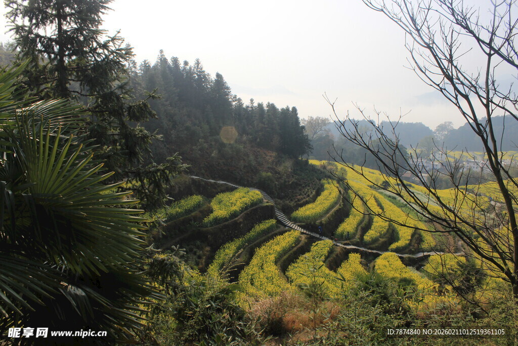 婺源山间梯田美景