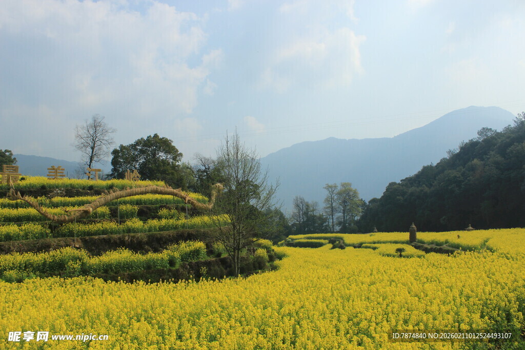 婺源春日梯田油菜花美景
