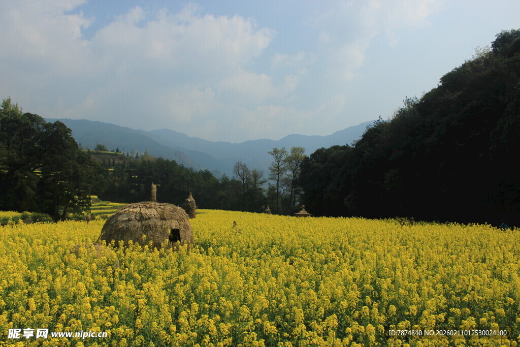 婺源金黄油菜花田中的草垛
