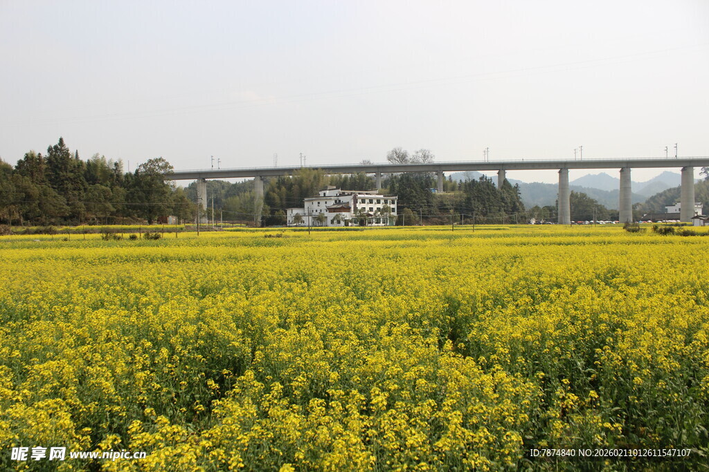 婺源油菜花海中的高架桥