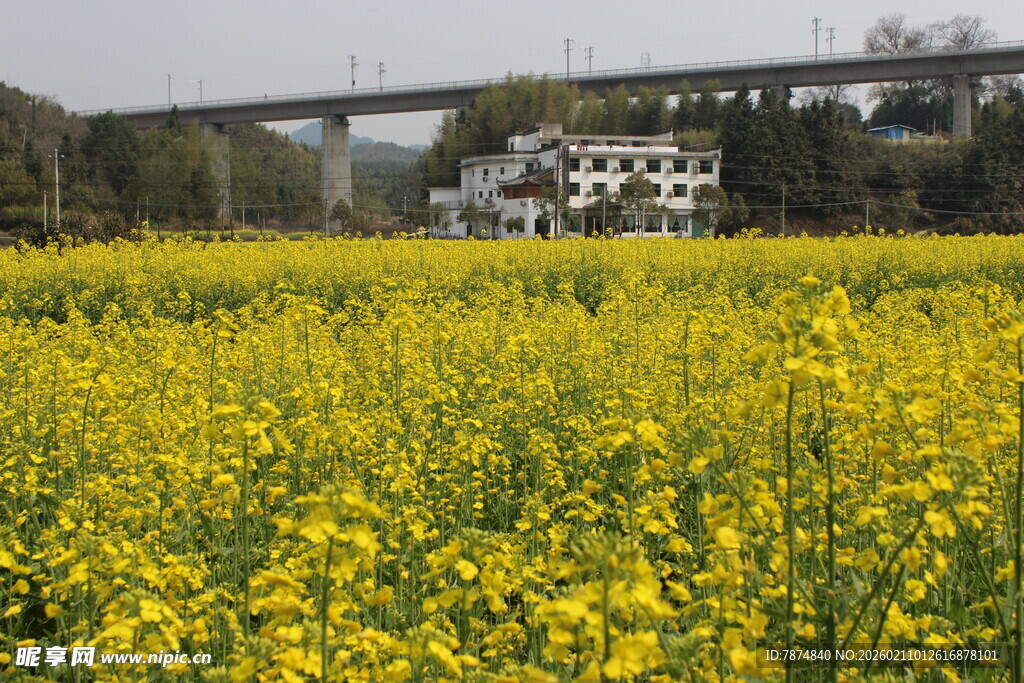 婺源金黄油菜田与远处桥梁